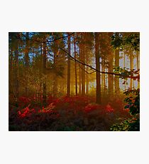 Sunrise in the Forest Photographic Print