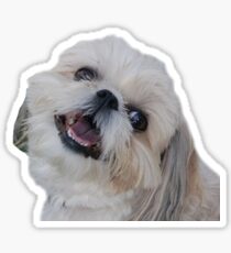 Shih Tzu Sticker