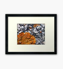 Orange and Grey Lichen #2 Framed Print