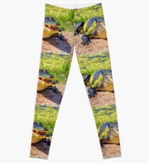 Gator Leggings