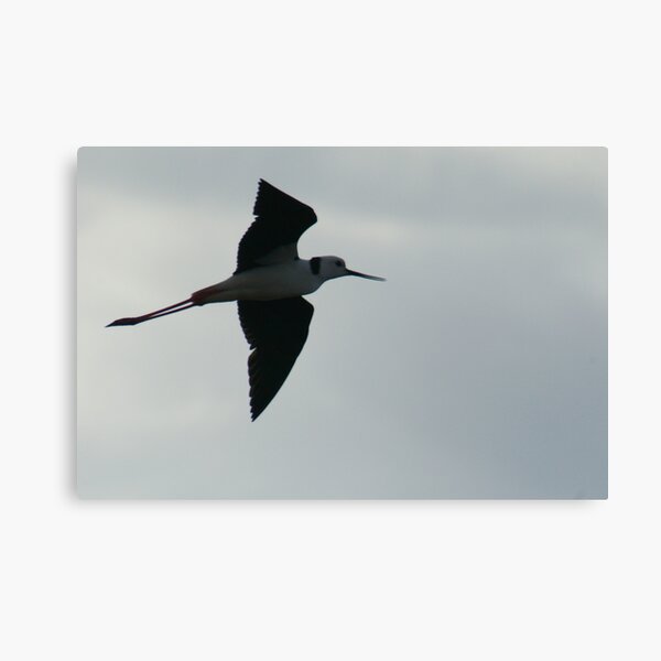 Black Winged Stilt in Full Flight Canvas Print