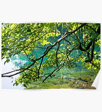 Florida Springs Poster