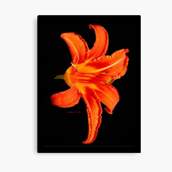 ORANGE DAY LILLY Canvas Print