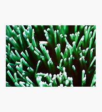 Broom Photographic Print
