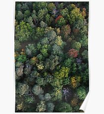 Trees Poster