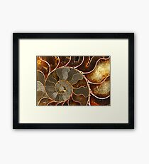 Ammolite Framed Print