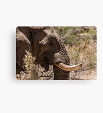 Gandalf Canvas Print