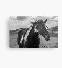 Dark Horse Metal Print