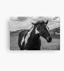 Dark Horse Canvas Print