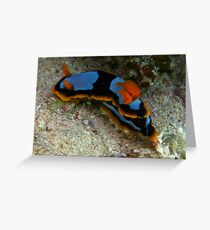 Nudibranch Greeting Card
