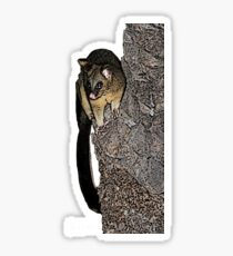 Possum des villes Sticker
