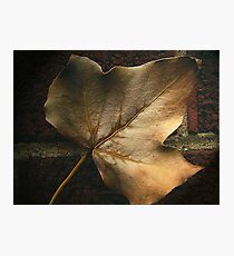 Fallen Photographic Print