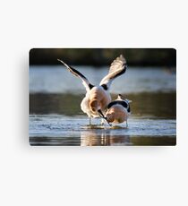 Ready to mate Canvas Print