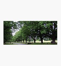 Bovine Avenue - Gostwyck, Northern Tablelands, NSW, Australia Photographic Print