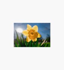 Yellow Daffodil Art Board