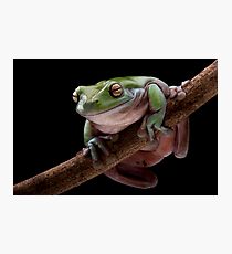 Green Tree Frog Fotodruck