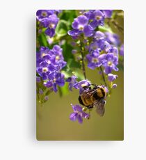 Save The Bumble Bee Canvas Print