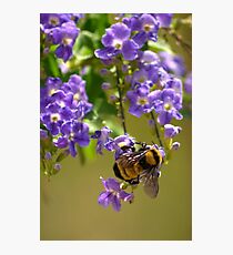 Save The Bumble Bee Photographic Print