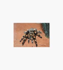 Mexican Redknee Tarantula Art Board Print