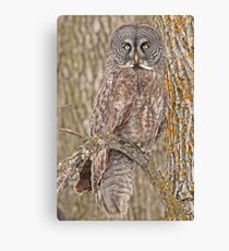 Camouflage-an owl's best friend Canvas Print