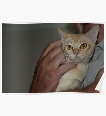 Introducing Cersei Poster