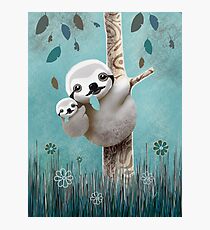 Baby Sloth Daylight Photographic Print