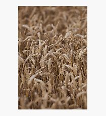 crops Photographic Print