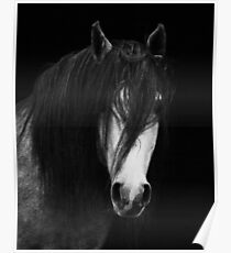 Wilde Pferde, weißes Pferd, Horse print, Pferd Kunst, Wandkunst, Wanddekoration, Trendy print, Animal print, Interior Poster
