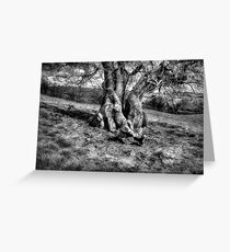 A Tree in a Pool of black and white Light Greeting Card