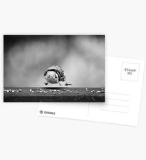 Nuthatch in midair.... Postcards