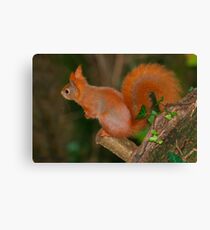 Ready for take-off! Canvas Print