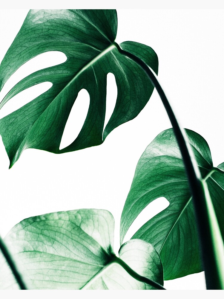 Monstera Blätter, tropische Blätter, grüne Blätter, Blatt, moderne Kunst, Wandkunst, Print, minimalistisch, modern, skandinavischen Druck von juliaemelian