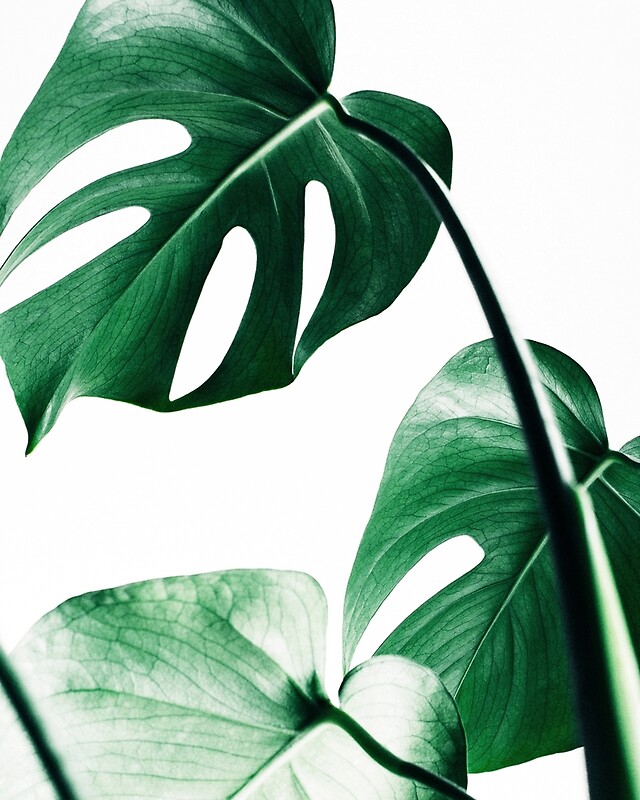 Monstera: Posters | Redbubble