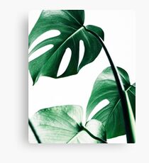 Monstera leaves,Tropical leaves, Green leaves, Leaf, Modern art, Wall art, Print, Minimalistic, Modern, Scandinavian print Canvas Print