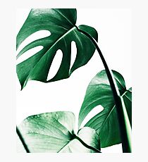 Monstera leaves,Tropical leaves, Green leaves, Leaf, Modern art, Wall art, Print, Minimalistic, Modern, Scandinavian print Photographic Print