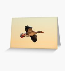 Greylag goose Greeting Card