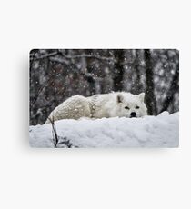 Dreams Of Warmer Weather Canvas Print