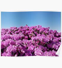 View of "Mount Rhodendron" on a clear day Poster