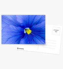 Blue pansy Postcards