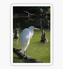 The Great White Egret Sticker