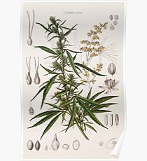 Cannabis Sativa - französischer botanischer Eintrag Poster