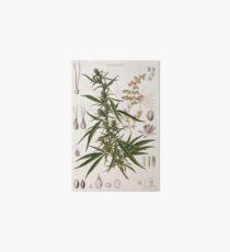 Cannabis Sativa - french botanical entry Art Board