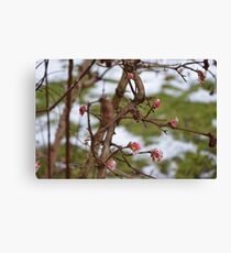 blossoms Canvas Print