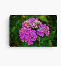 Pink Hydrangea Canvas Print