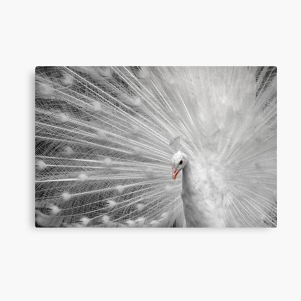 White Princess Canvas Print