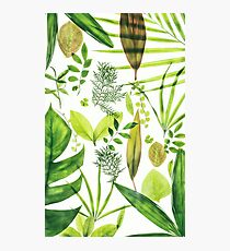 Foliage Photographic Print