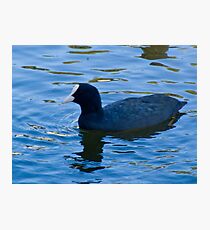 Waterfowl Photographic Print