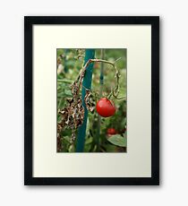 Tomato Framed Print