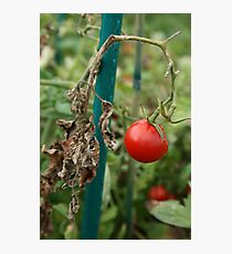 Tomato Photographic Print
