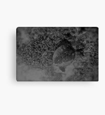 Dream of the Turtles Canvas Print